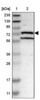 Anti-DHX58 antibody produced in rabbit