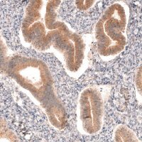 Anti-DICER1 antibody produced in rabbit