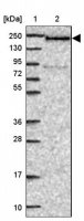 Anti-DIDO1 antibody produced in rabbit