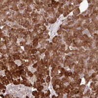 Anti-DLGAP4 antibody produced in rabbit 