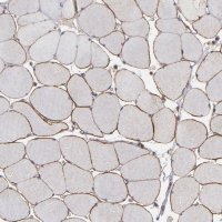 Anti-DMD antibody produced in rabbit 