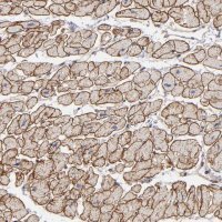Anti-DMD antibody produced in rabbit 