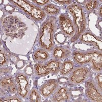 Anti-DMWD antibody produced in rabbit 