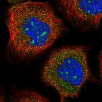 Anti-DMXL1 antibody produced in rabbit 