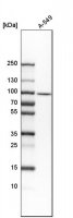 Anti-DNAAF5 antibody produced in rabbit 
