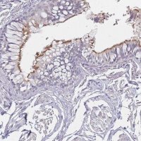 Anti-DNAH11 antibody produced in rabbit 