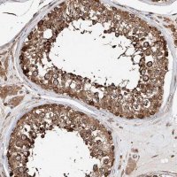 Anti-DNAH8 antibody produced in rabbit