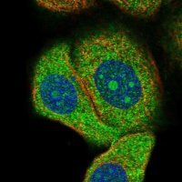 Anti-DNAJA2 antibody produced in rabbit 