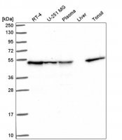 Anti-DNAJA2 antibody produced in rabbit 