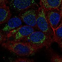 Anti-DNAJA3 antibody produced in rabbit