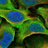 Anti-DNAJA4 antibody produced in rabbit 