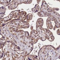 Anti-DNAJB9 antibody produced in rabbit 
