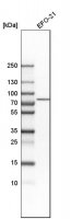 Anti-DNAJC14 antibody produced in rabbit 