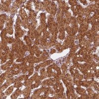 Anti-DNAJC25 antibody produced in rabbit