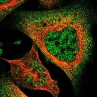 Anti-DNAJC25 antibody produced in rabbit
