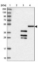 Anti-DNAJC3 antibody produced in rabbit HPA041326-100UL