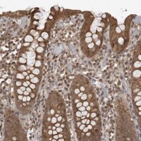 Anti-DNAJC8 antibody produced in rabbit HPA026283-100UL