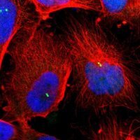 Anti-DNAL4 antibody produced in rabbit 