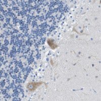 Anti-DNER antibody produced in rabbit 