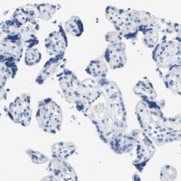 Anti-DNER antibody produced in rabbit 