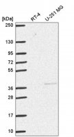 Anti-DNMT3L antibody produced in rabbit HPA055234-100UL