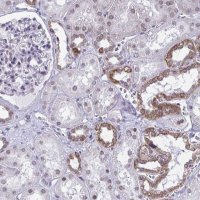 Anti-DOCK11 antibody produced in rabbit