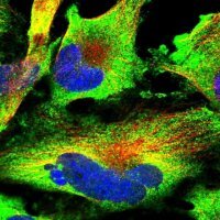 Anti-DOCK3 antibody produced in rabbit