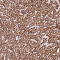 Anti-DOCK6 antibody produced in rabbit 