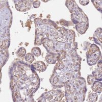 Anti-DOCK9 antibody produced in rabbit 