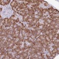 Anti-DOK4 antibody produced in rabbit 