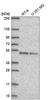 Anti-DPF2 antibody produced in rabbit HPA056786-100UL