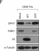Anti-DPH7 antibody produced in rabbit 