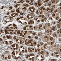 Anti-DPY19L3 antibody produced in rabbit 