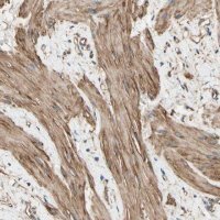 Anti-DPYSL3 antibody produced in rabbit
