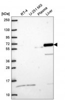 Anti-DPYSL5 antibody produced in rabbit HPA072387-100UL
