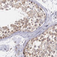 Anti-DRG1 antibody produced in rabbit 