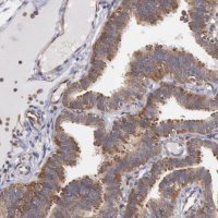 Anti-DRG1 antibody produced in rabbit 