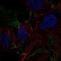 Anti-DSEL antibody produced in rabbit HPA060942-100UL