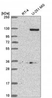 Anti-DSEL antibody produced in rabbit HPA060942-100UL