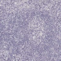 Anti-DSG4 antibody produced in rabbit