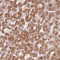 Anti-DTD2 antibody produced in rabbit 