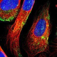 Anti-DTX3L antibody produced in rabbit 