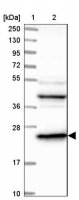 Anti-DTYMK antibody produced in rabbit 