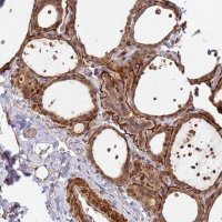 Anti-DUS4L antibody produced in rabbit