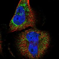 Anti-DUS4L antibody produced in rabbit