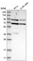 Anti-DVL2 antibody produced in rabbit