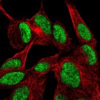 Anti-DVL2 antibody produced in rabbit HPA064732-100UL