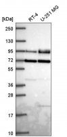 Anti-DVL2 antibody produced in rabbit HPA064732-100UL