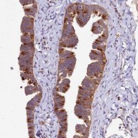 Anti-DYNC2H1 antibody produced in rabbit 