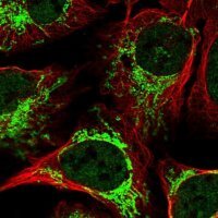 Anti-DYNC2H1 antibody produced in rabbit 